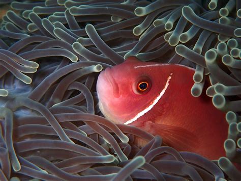 Pink Skunk Clownfish Care & Info .